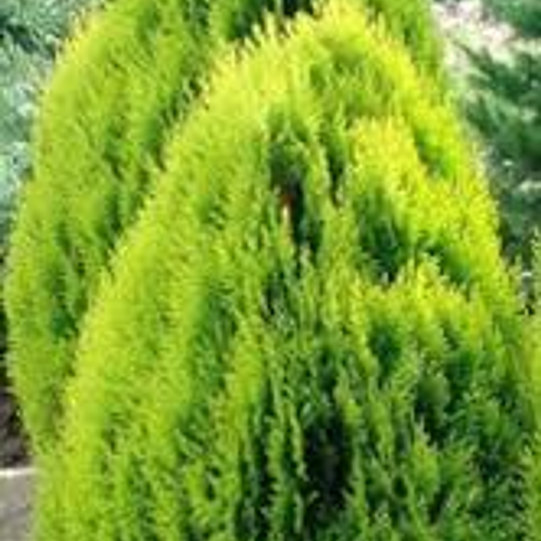Pino Thuja 70 cm frondoso 3