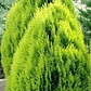 Pino Thuja 70 cm frondoso - Miniatura 3