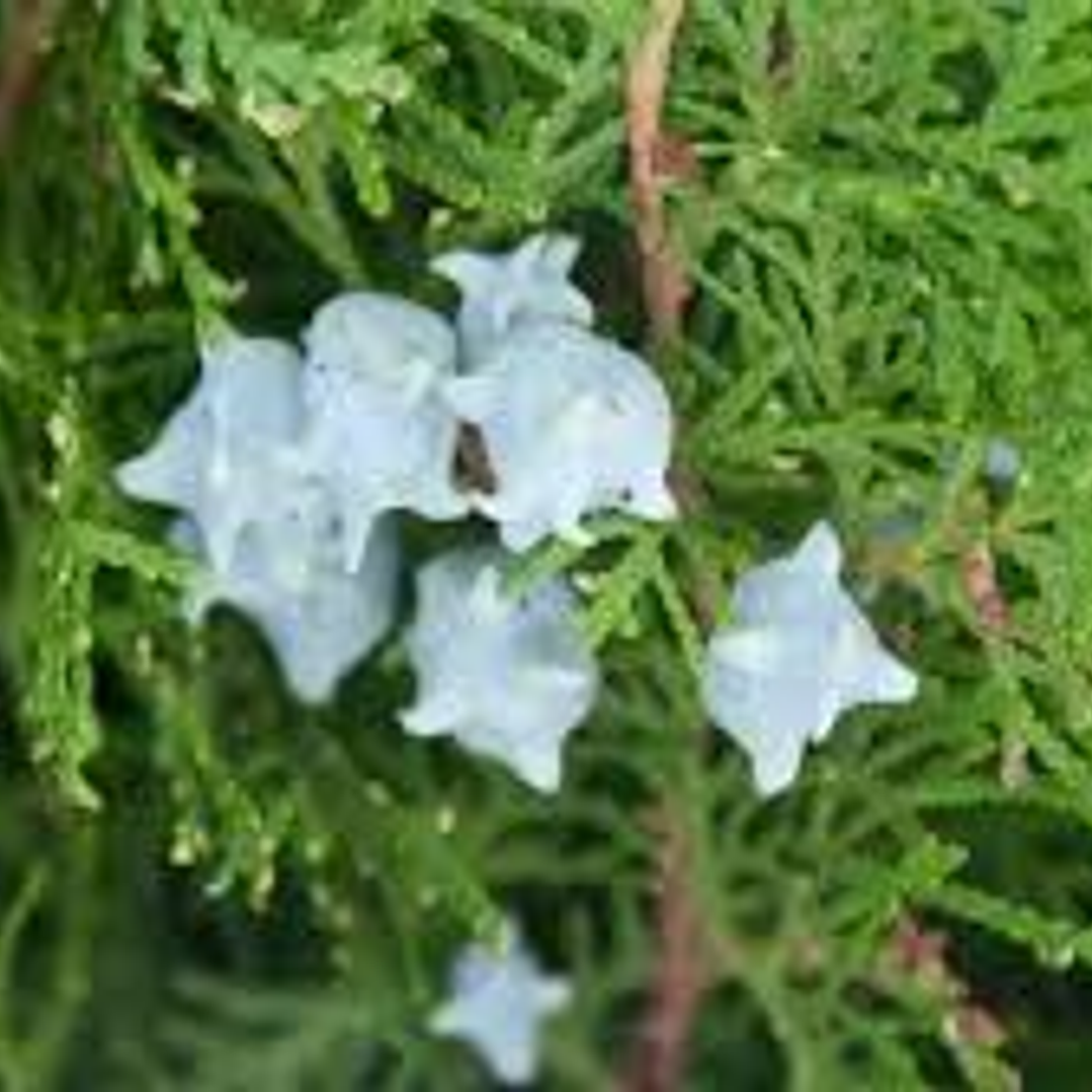 Pino Thuja 70 cm frondoso 2