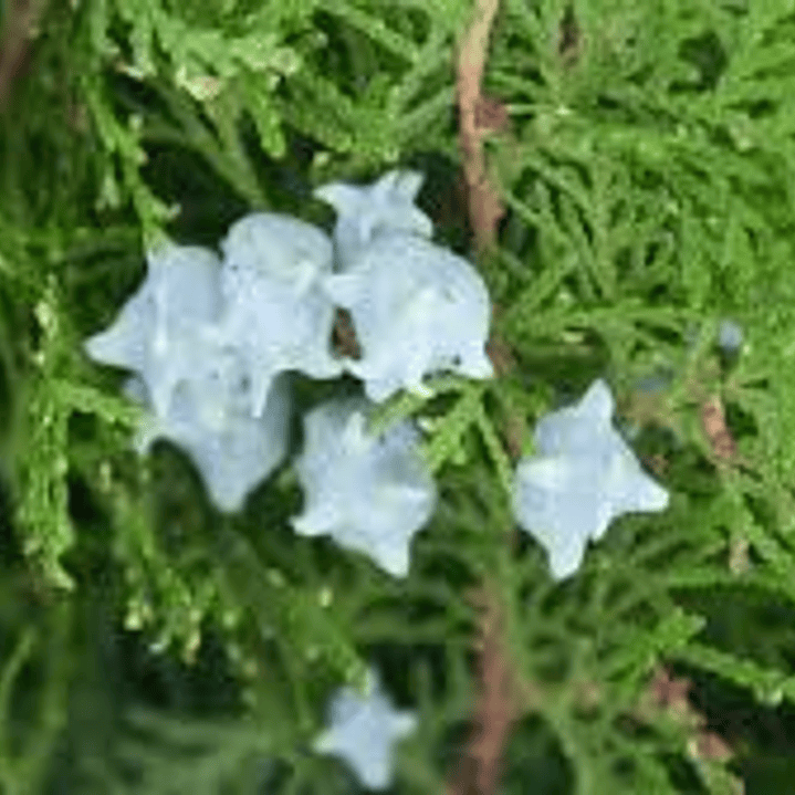 Pino Thuja 70 cm frondoso 2