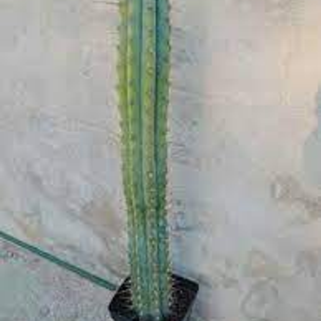 Cactus San Pedro 50cm 1