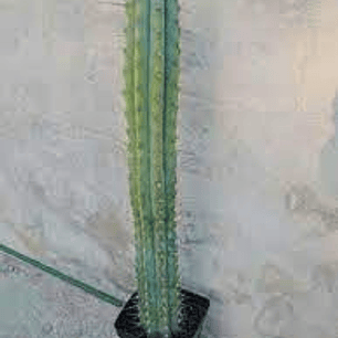 Cactus San Pedro 50cm