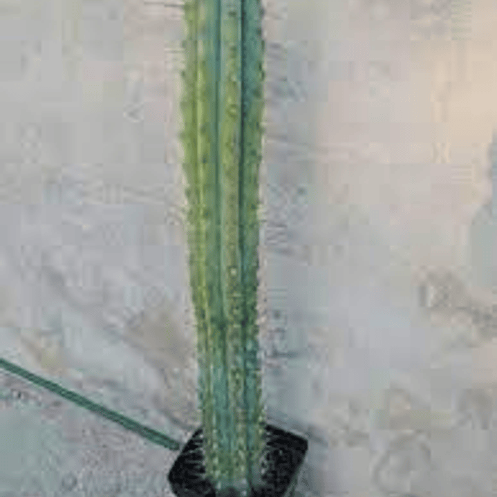 Cactus San Pedro 50cm 1