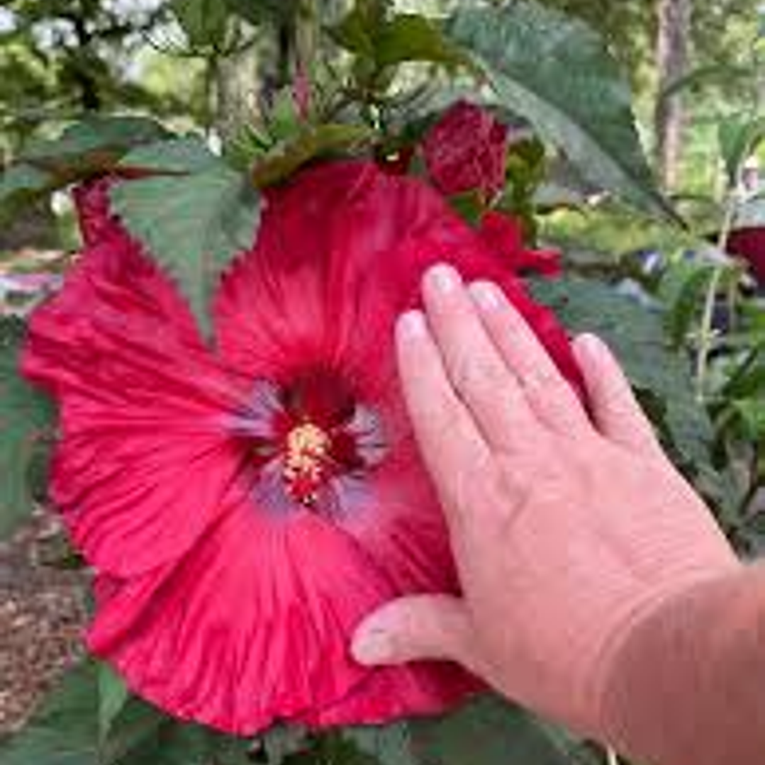 Hibisco Flor Roja XL 1