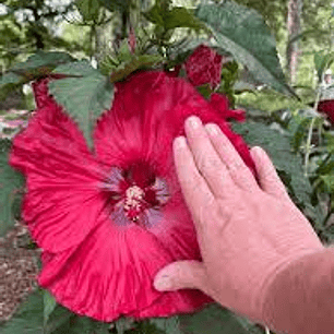 Hibisco Flor Roja XL