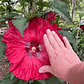 Hibisco Flor Roja XL - Miniatura 1