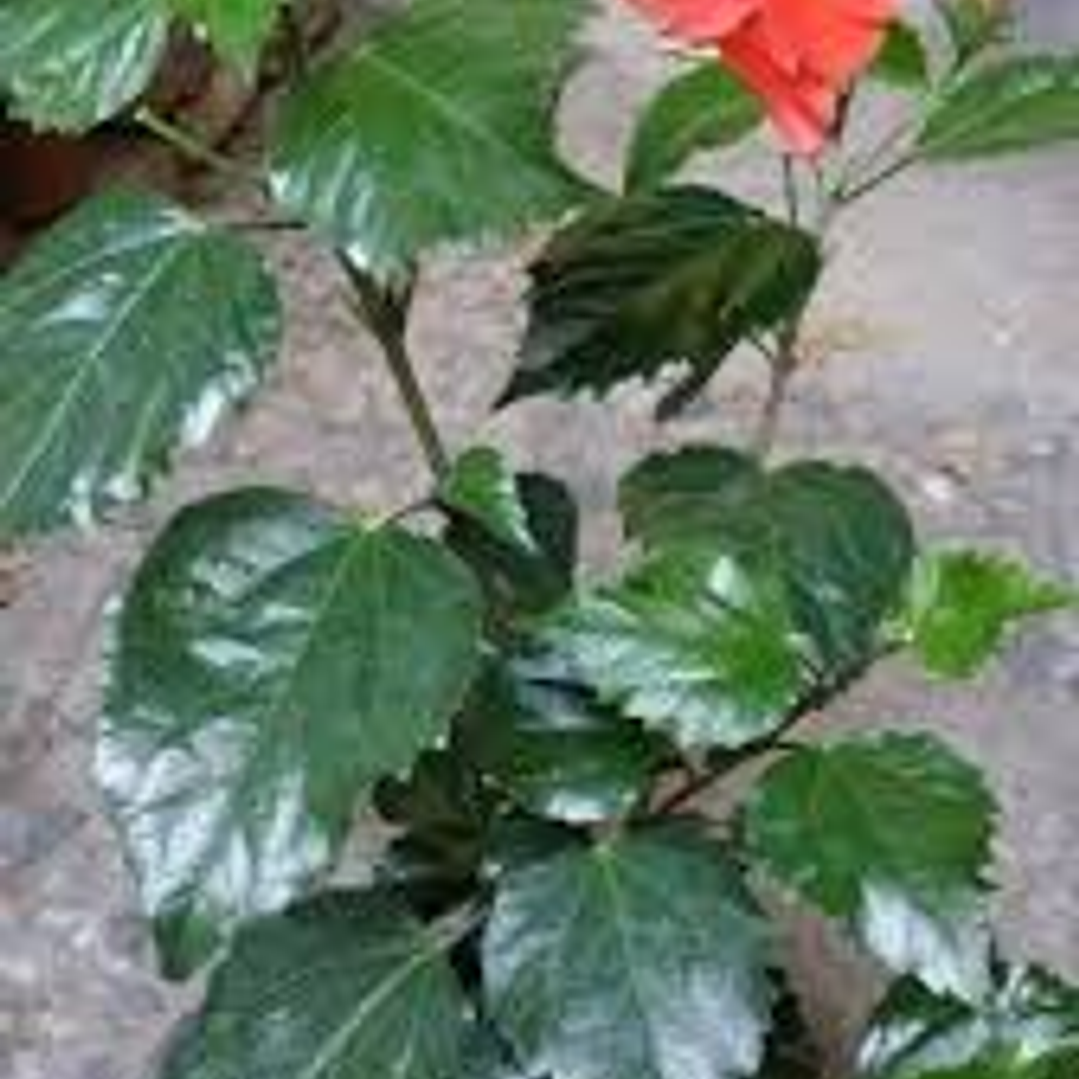 Hibisco Flor Roja XL 2