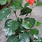 Hibisco Flor Roja XL - Miniatura 2
