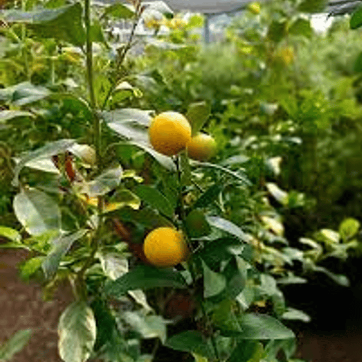 Lemonquat 1.3 m 3