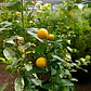 Lemonquat 1.3 m - Miniatura 3
