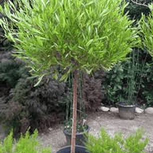 Stenocarpus Pie alto 1,60cm con maceta