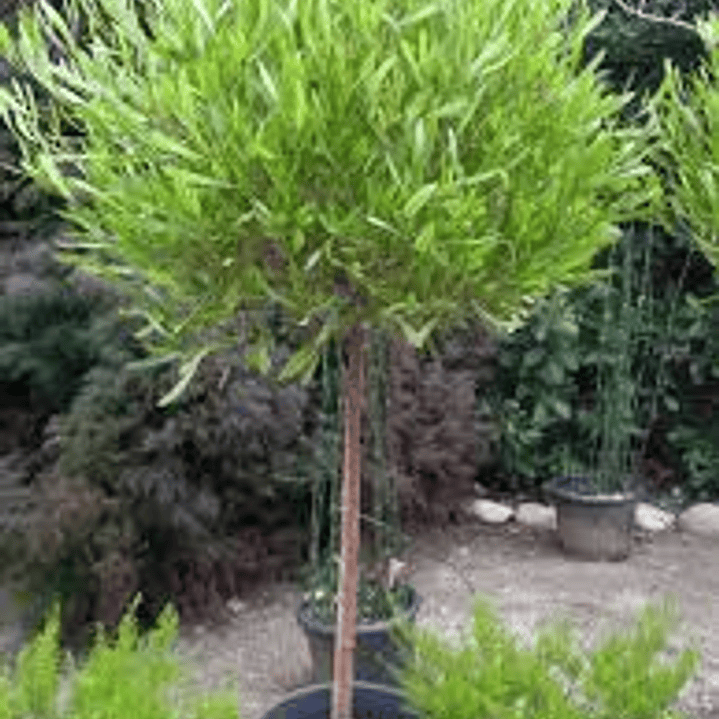 Stenocarpus Pie alto 1,60cm con maceta 1