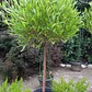 Stenocarpus Pie alto 1,60cm con maceta Rojos y verdes - Miniatura 1