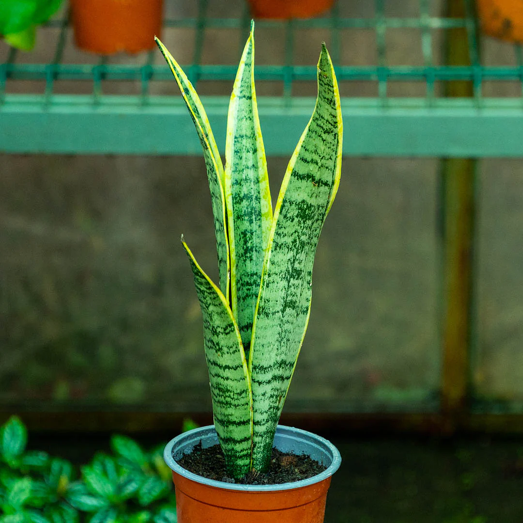 Sansevieria o Lengua De Suegra laurentti L 1