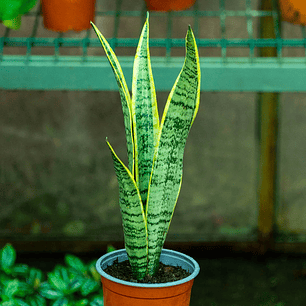 Sansevieria o Lengua De Suegra laurentti L