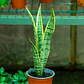 Sansevieria o Lengua De Suegra laurentti L - Miniatura 1