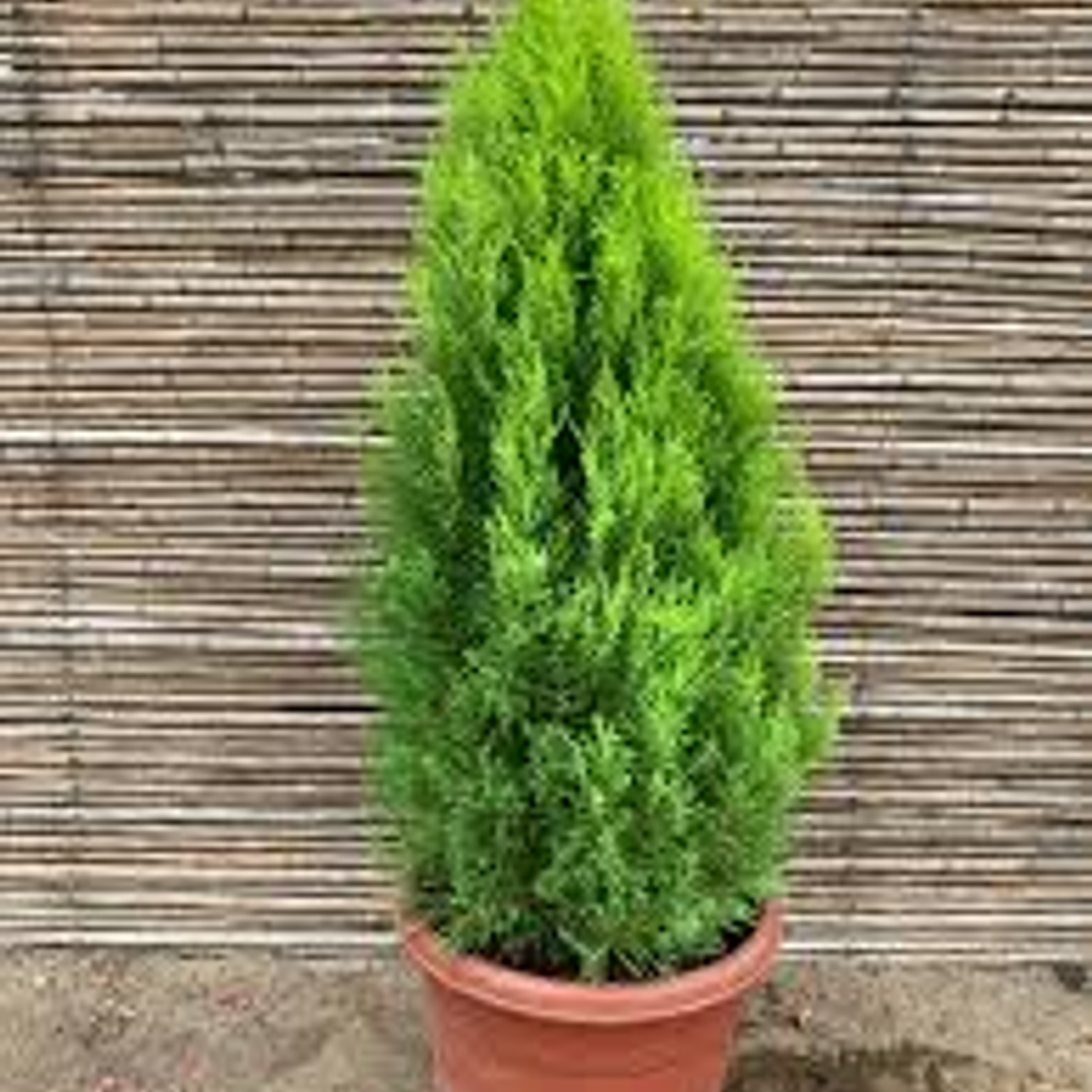 Pino de Navidad Woody Limon  Tamaño L 1mtr 1