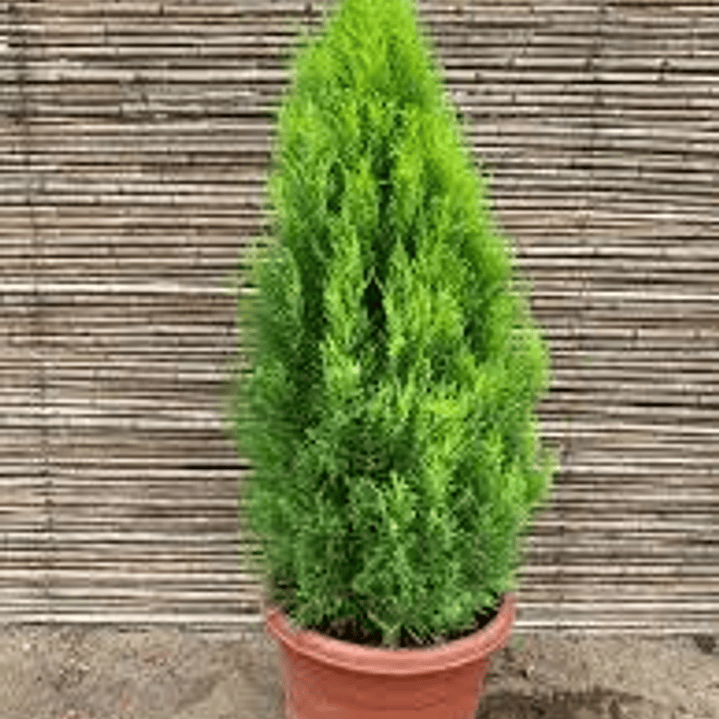 Pino de Navidad Woody Limon  Tamaño L 1mtr 1