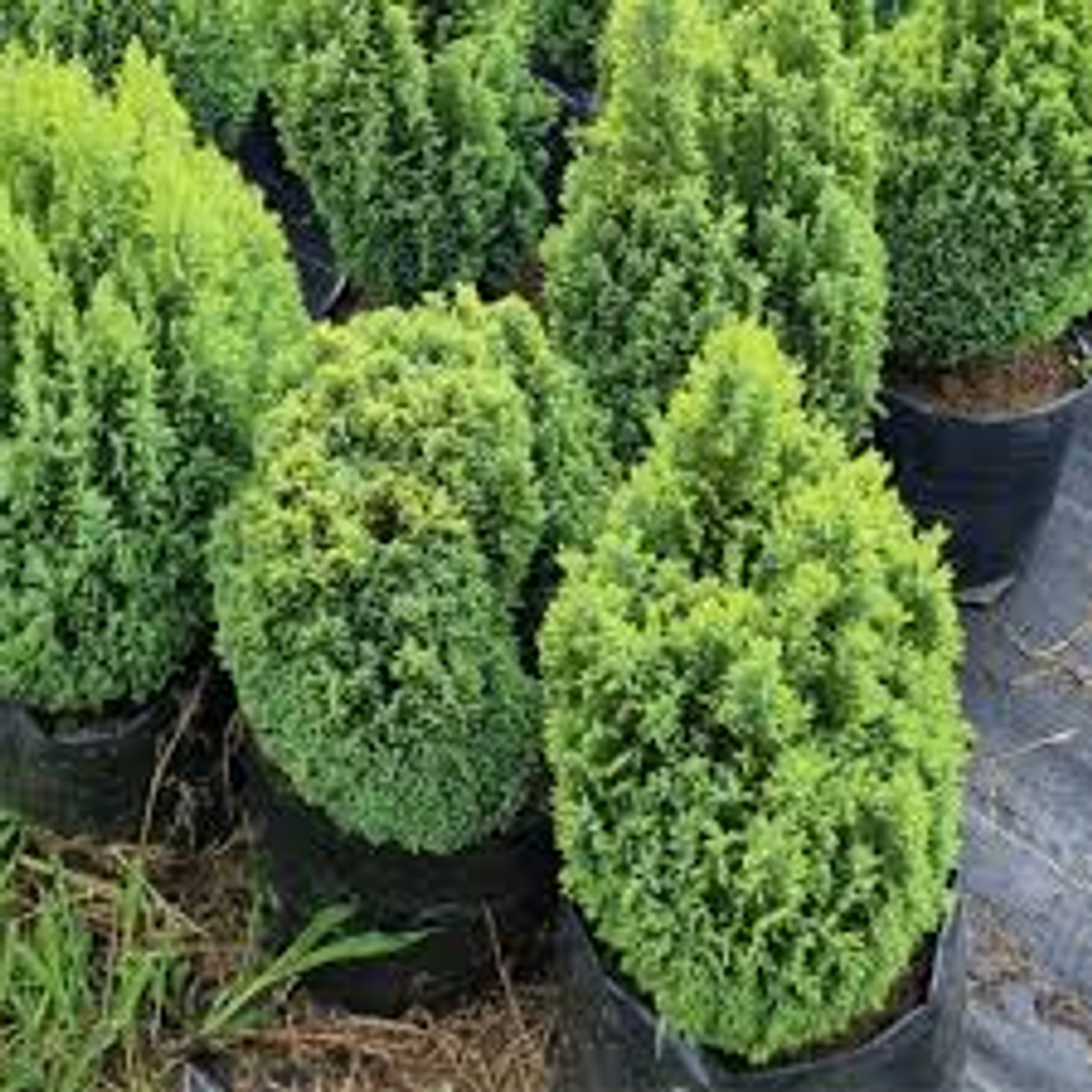 Pino de Navidad Woody Limon  Tamaño L 1mtr 2