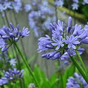 Agapanto Azul tamaño XL con flor