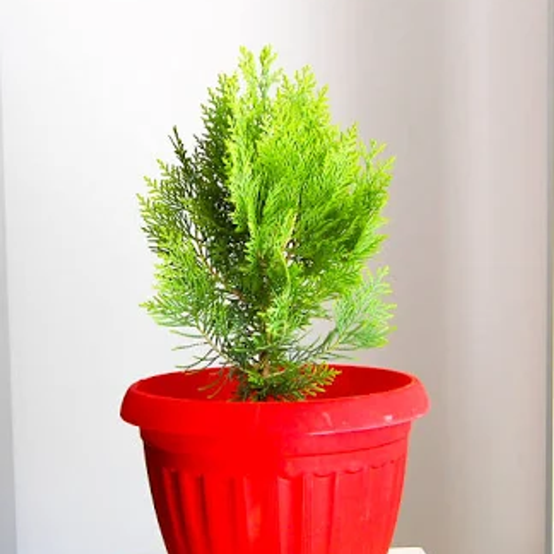 Bonsai Pino Tujha 2 años enanos 1