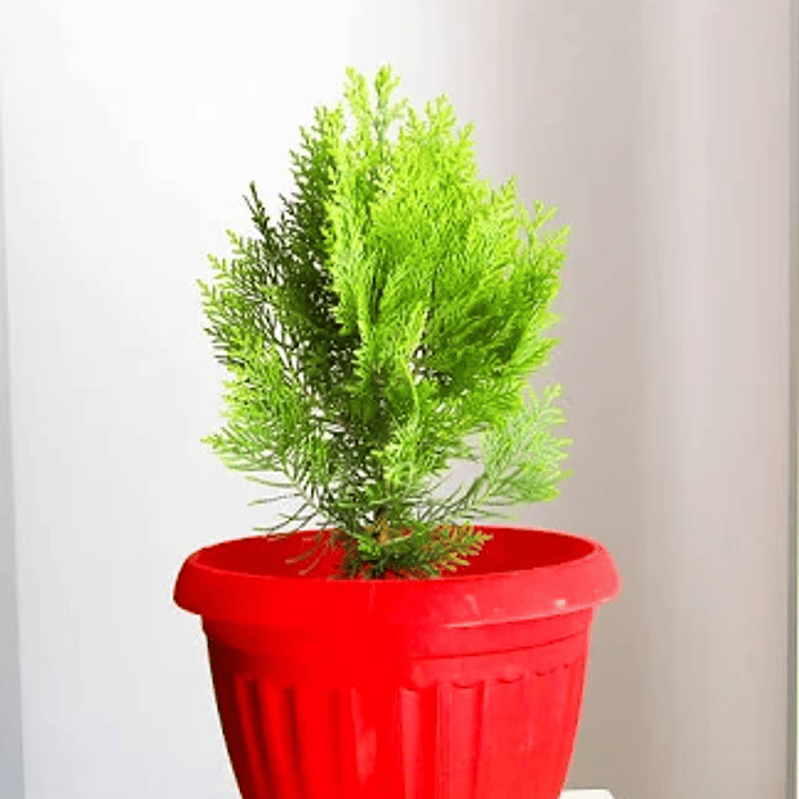 Bonsai Pino Tujha 2 años enanos 1