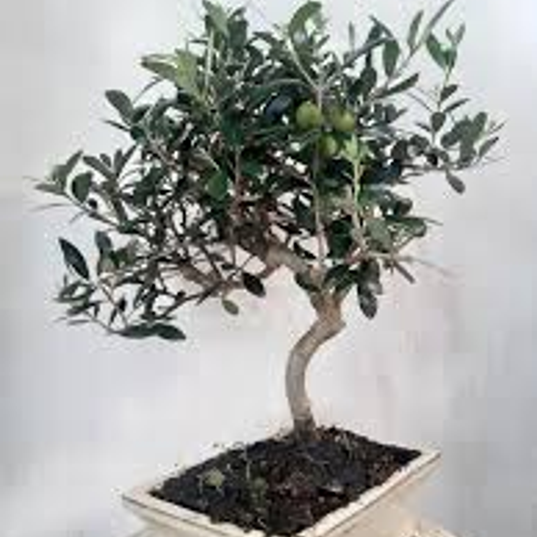 Bonsai Olivo Enano 4 años (exclusivo) 1