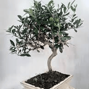 Bonsai Olivo Enano 4 años (exclusivo)