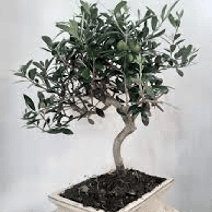 Bonsai Olivo Enano 4 años (exclusivo) 1