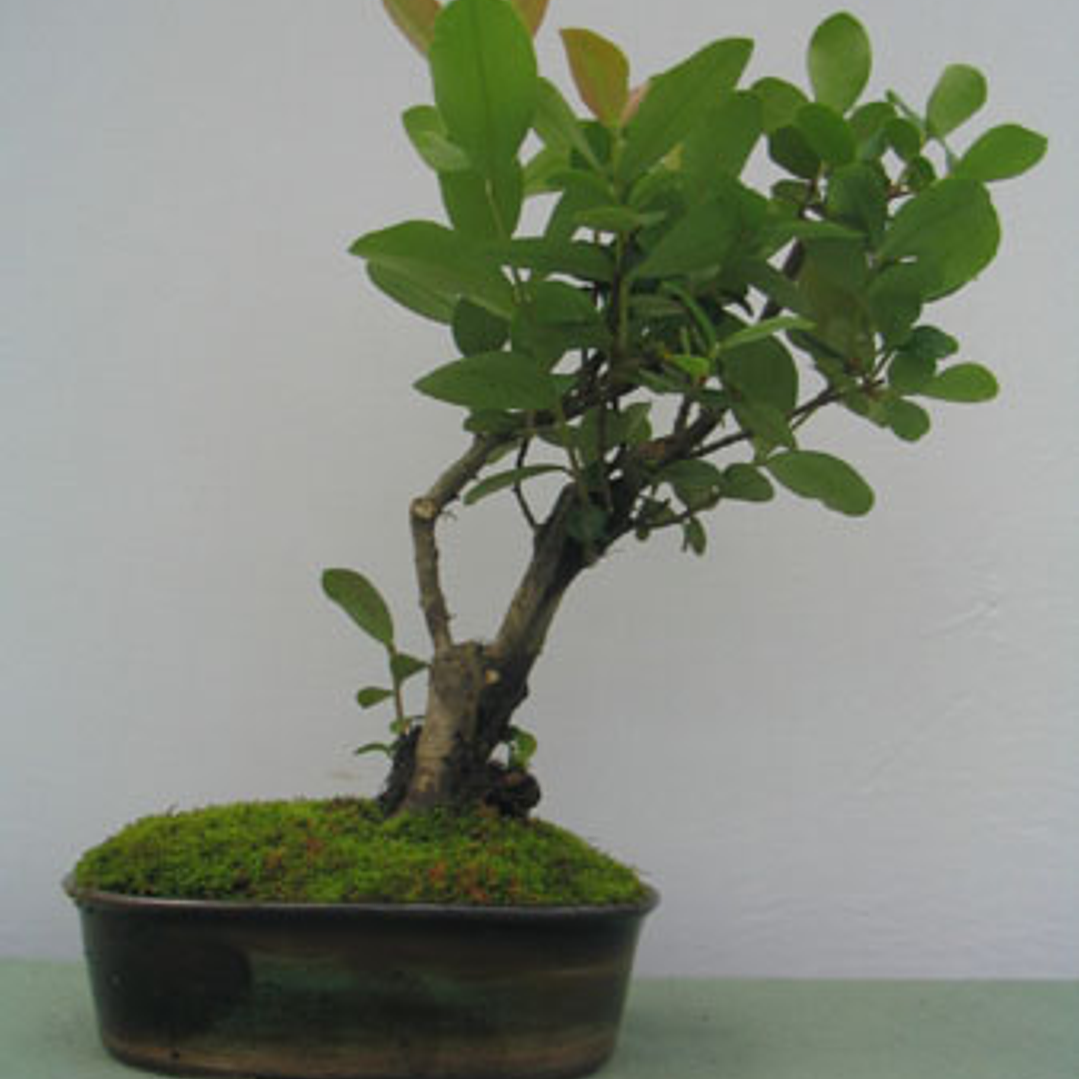 Bonsai Patagua Enano Exclusivo,  arbol nativo 1