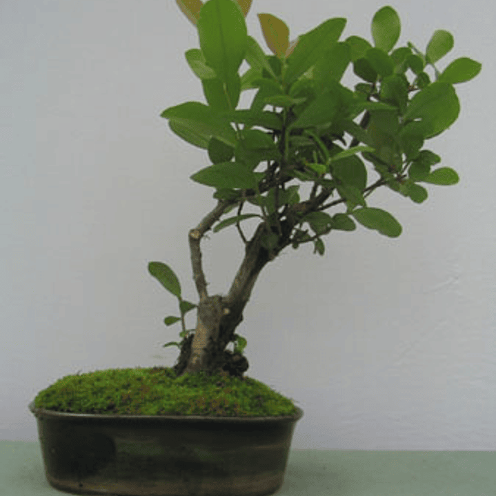 Bonsai Patagua Enano Exclusivo,  arbol nativo 1