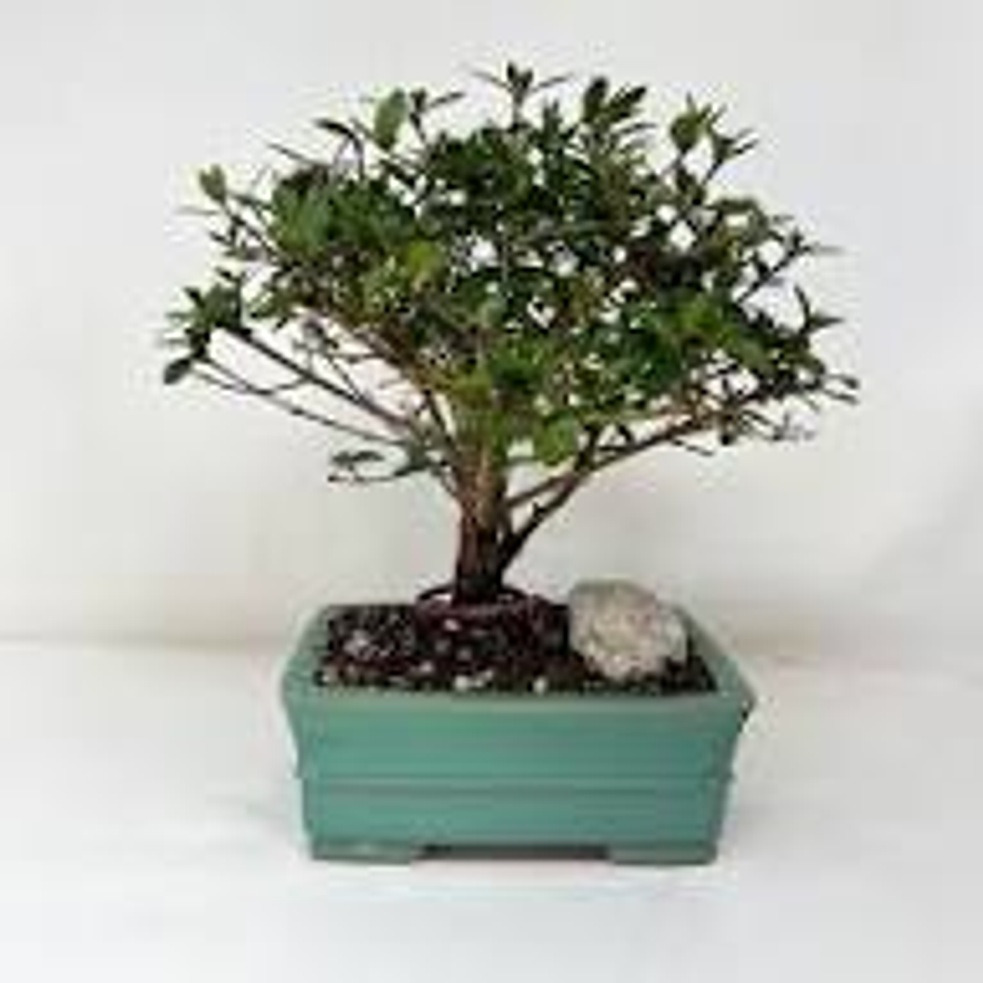 Bonsai Viburnum 4 años (exclusivo) 1