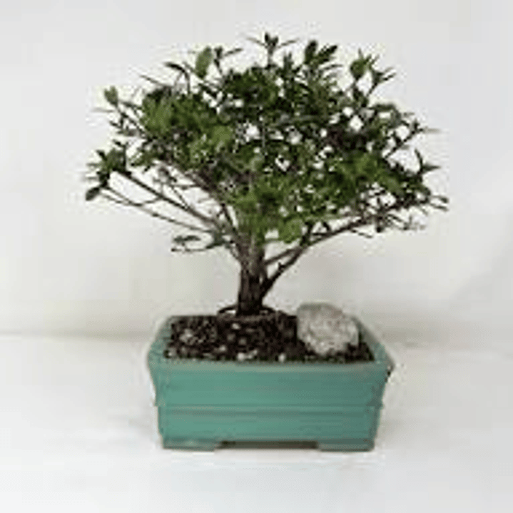 Bonsai Viburnum 4 años (exclusivo) 1