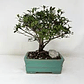 Bonsai Viburnum 4 años (exclusivo) - Miniatura 1
