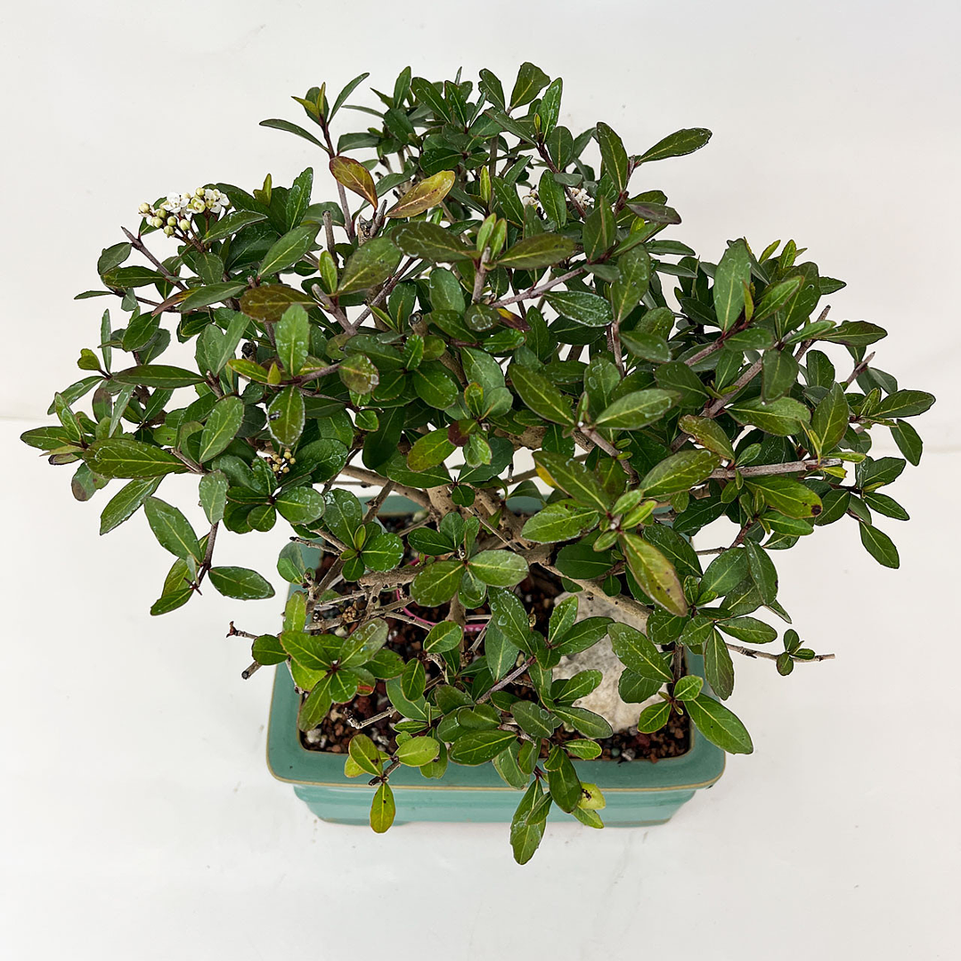 Bonsai Viburnum 4 años (exclusivo) 2