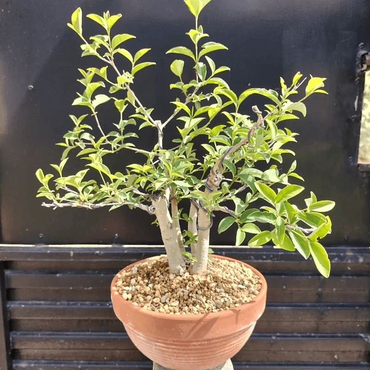 Bonsai Ligustro  1