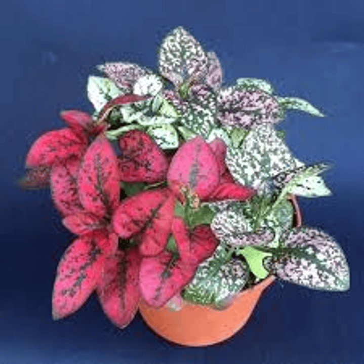 Hypoester Mix 40cm con maceta de 30cm x 15cm de alto 2