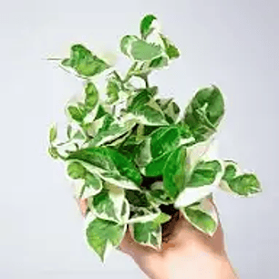 Phothus Enjoy variagada 30cm