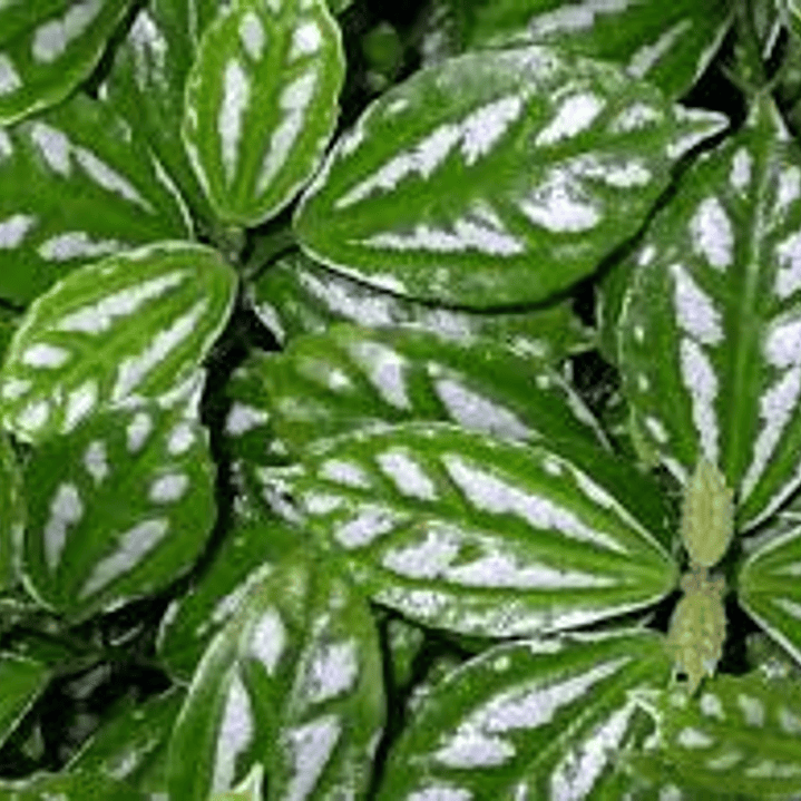 Pilea 50cm colgante 1