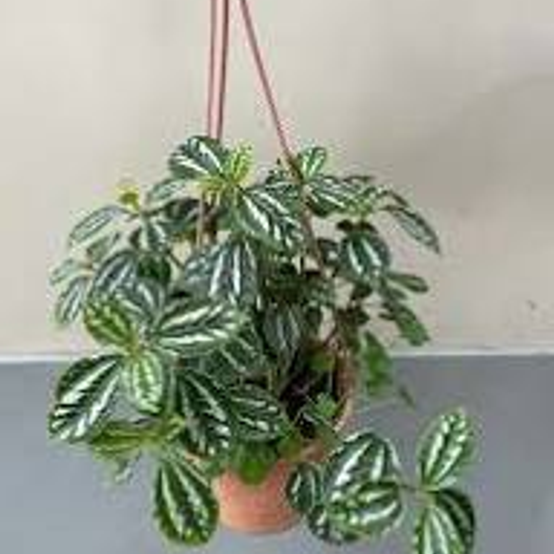 Pilea 50cm colgante 2