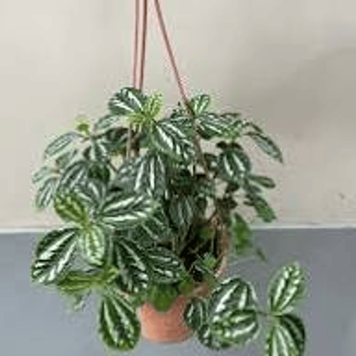 Pilea 50cm colgante 2