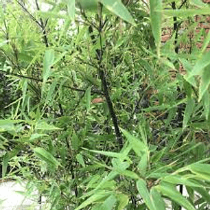 Bambu Negro mas de 8 varas 1,80 mtr a 2,0 mtr