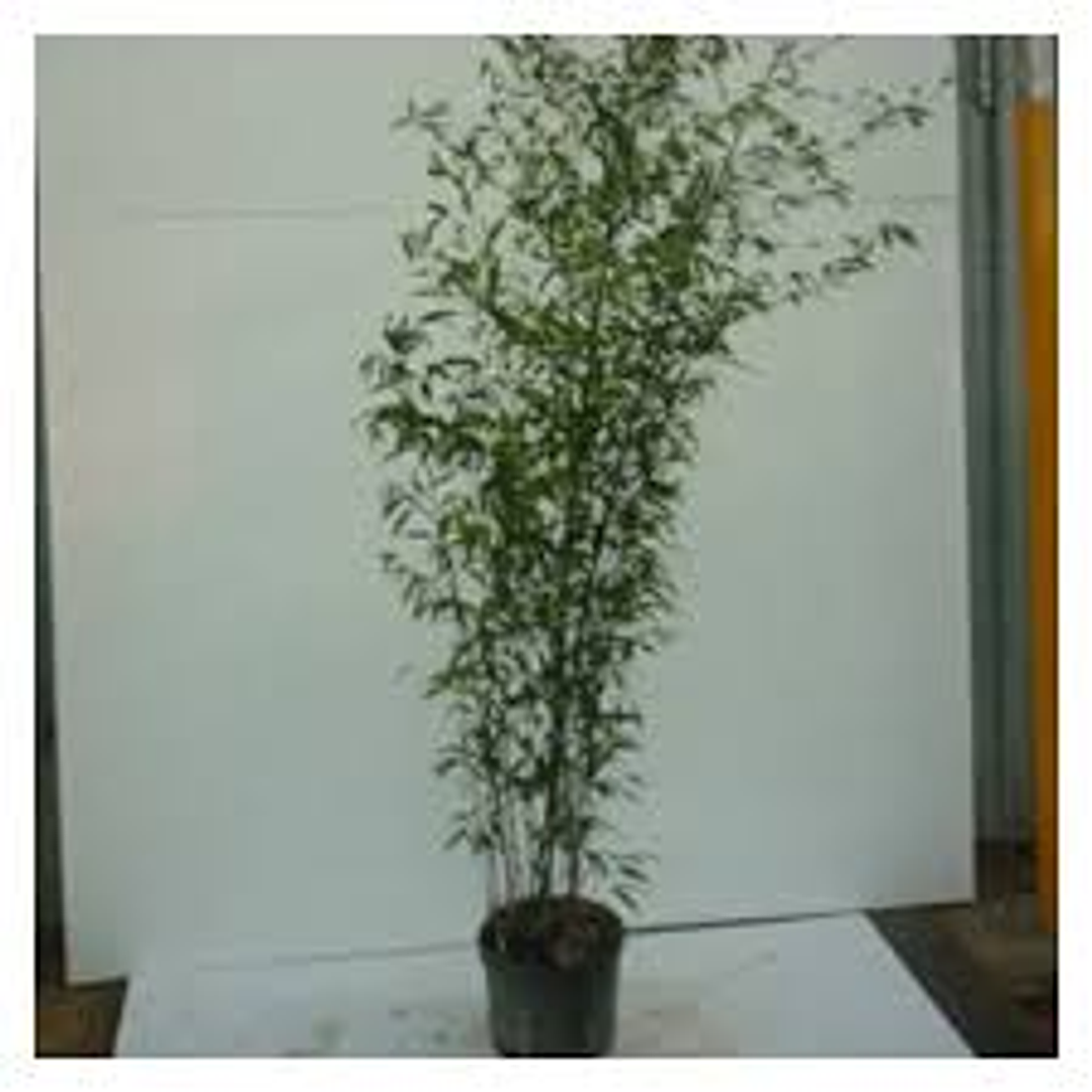 Bambu Negro mas de 8 varas 1,80 mtr a 2,0 mtr 2