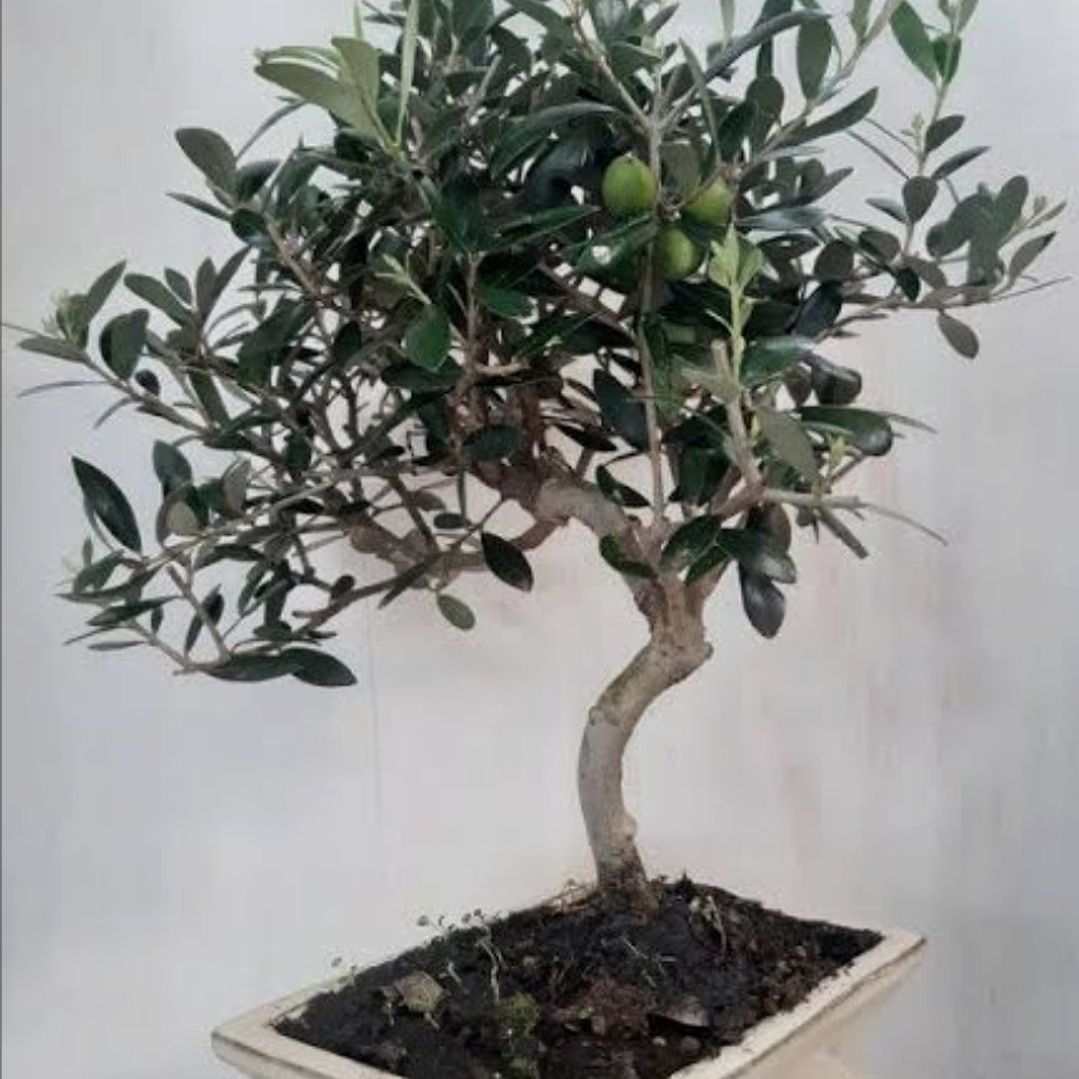 Bonsai Olivo, 5 años foto referencial 1