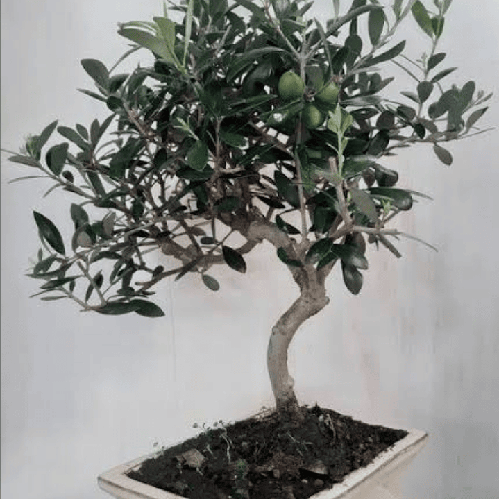 Bonsai Olivo, 5 años foto referencial 1