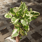 Pothos Njoy  - Miniatura 1