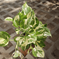 Pothos Njoy  - Miniatura 3