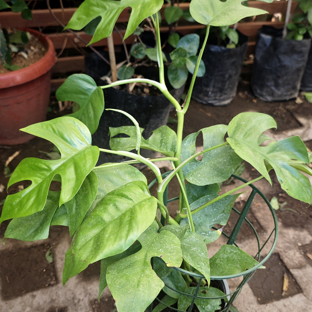 Rhaphidophora tetrasperma o mini monstera  1