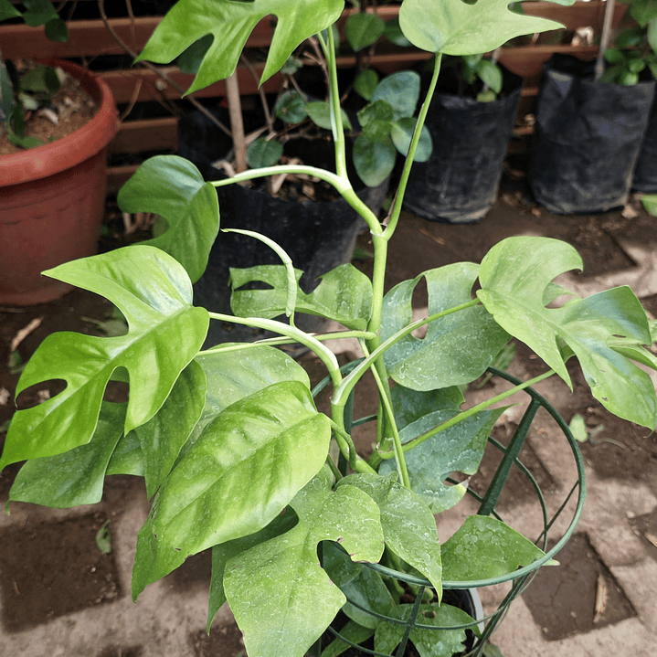 Rhaphidophora tetrasperma o mini monstera  1