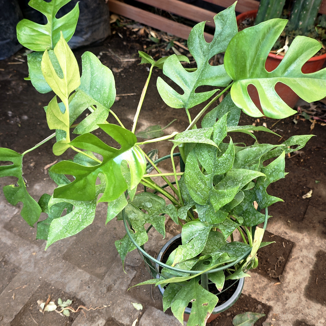 Rhaphidophora tetrasperma o mini monstera  2